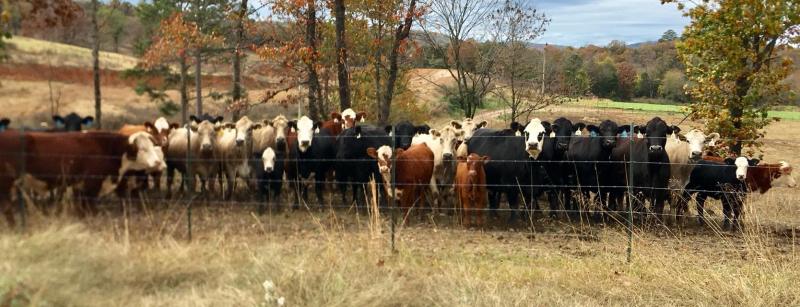 A Variety Of Cattle