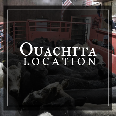 Click here to explore our Ouachita livestock location 